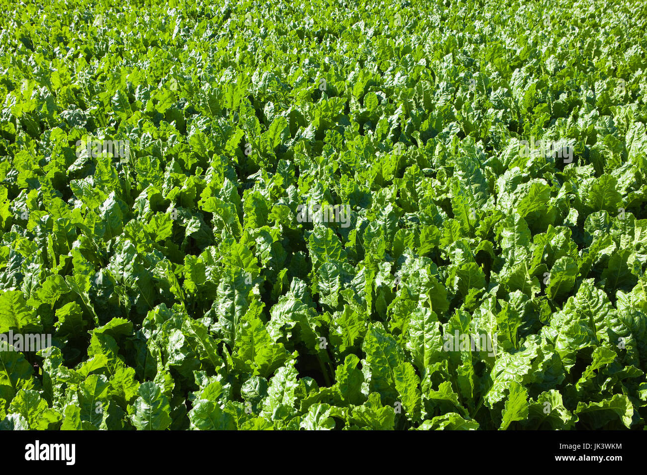 Hintergrundbild grüne Laub der Zuckerrüben-Ernte im Sommer Stockfoto