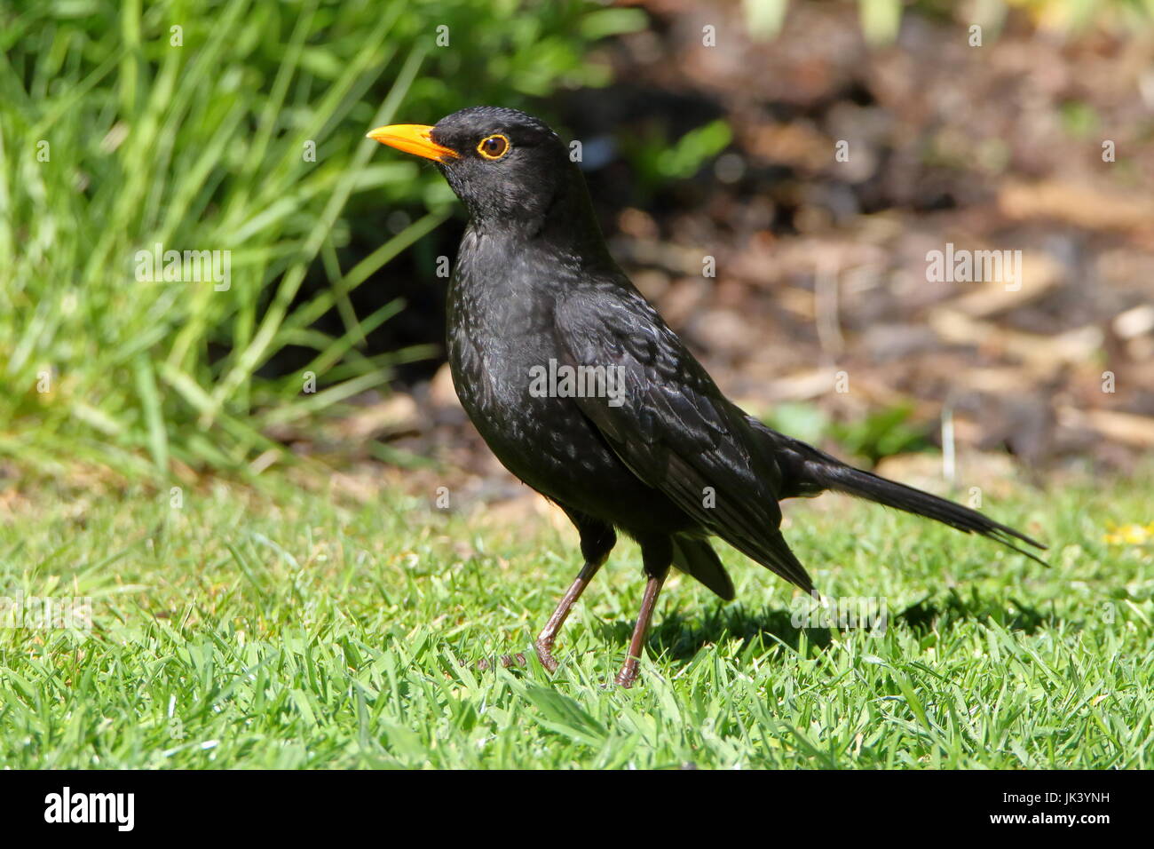 Amsel, Turdus Merula, im Garten; UK Stockfoto