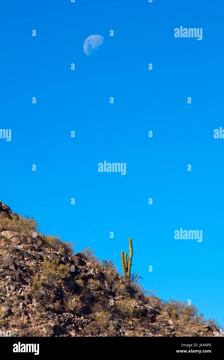 Ein einsamer Kaktus mit dem Mond im Hintergrund. Sanagasta, La Rioja, Argentinien. Stockfoto