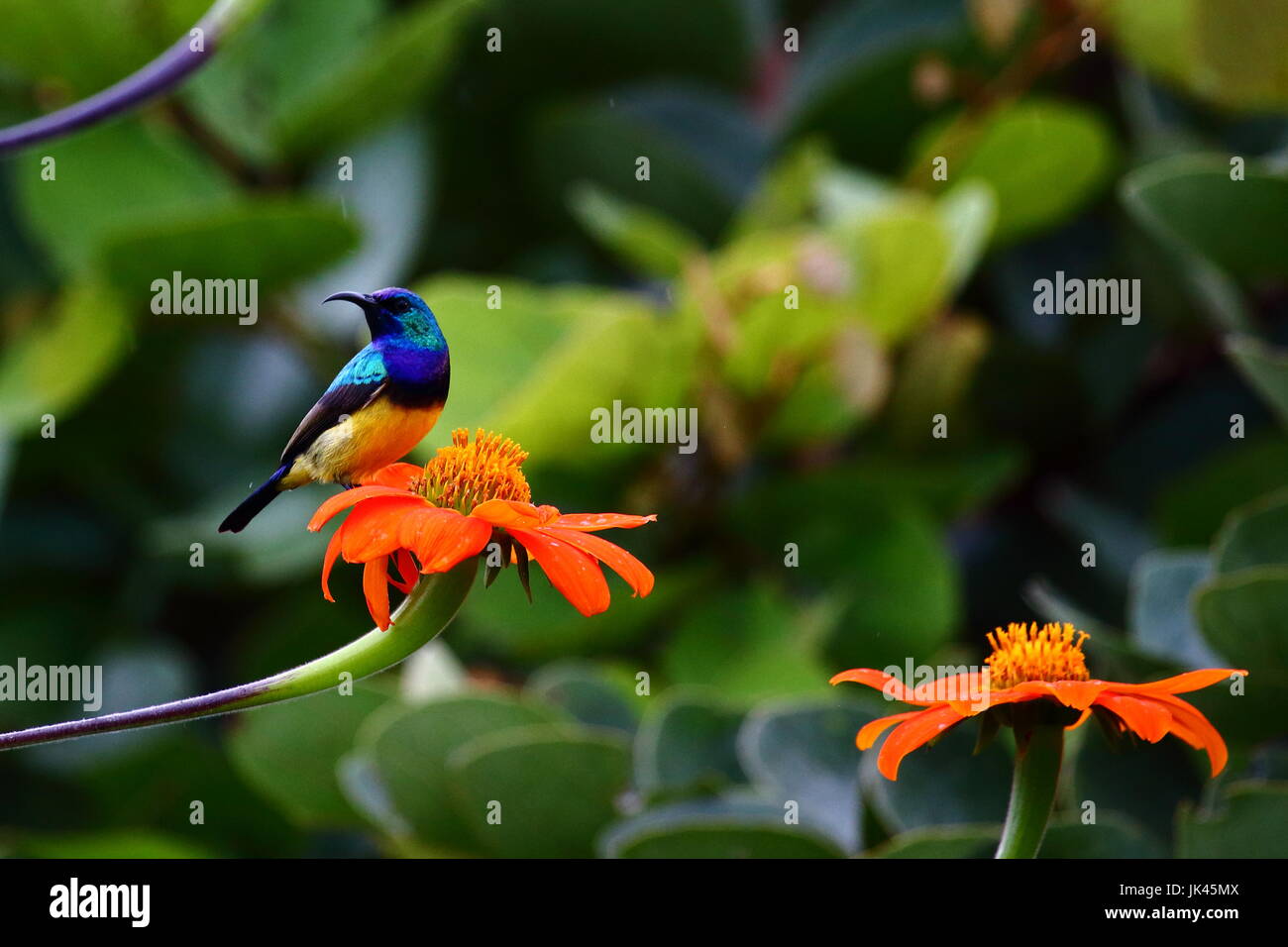Bauche Sunbird Cinnyris Venustus, Leoparden Hill, Lusaka Sambia Stockfoto
