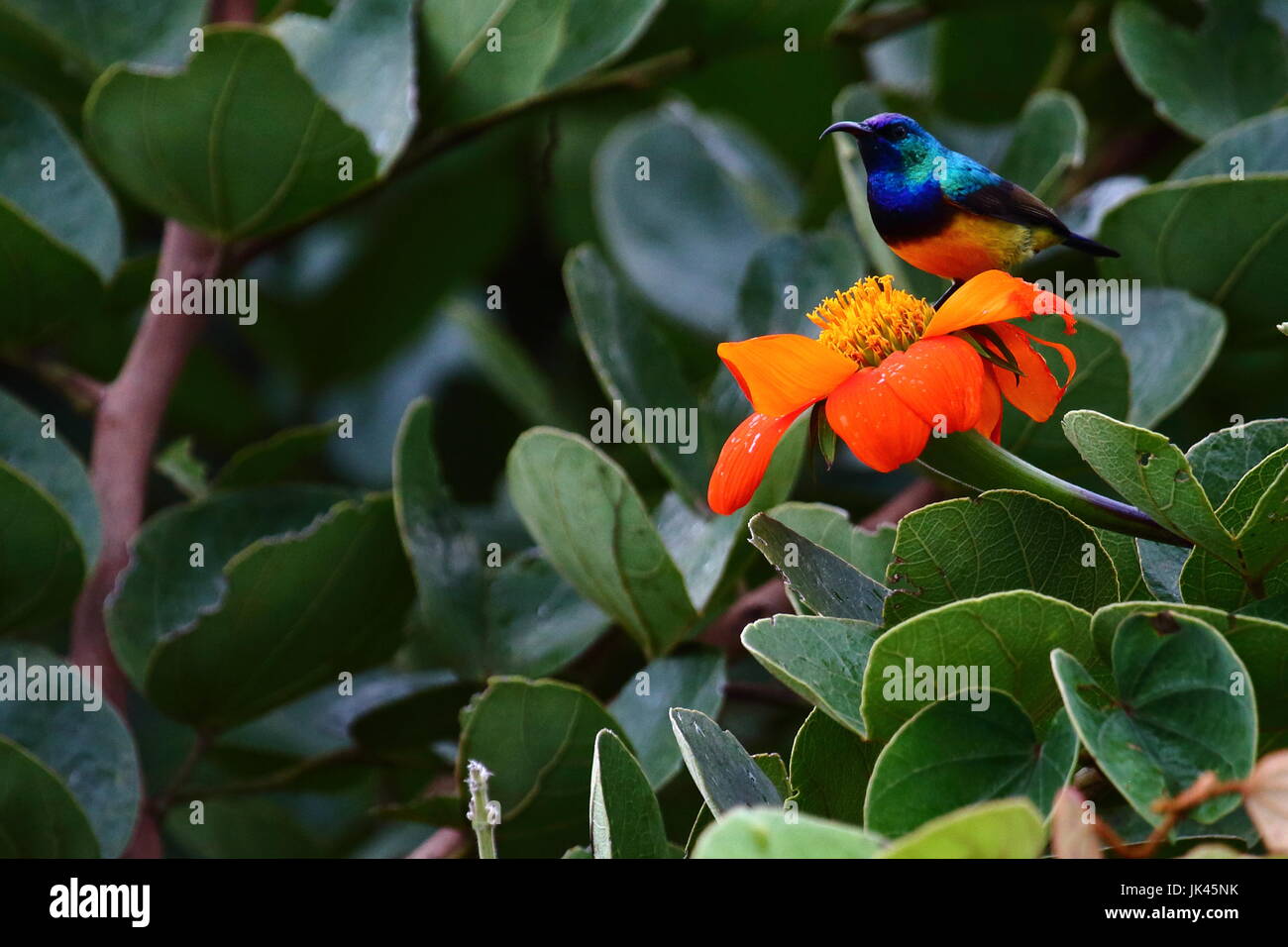 Bauche Sunbird Cinnyris Venustus, Leoparden Hill, Lusaka Sambia Stockfoto