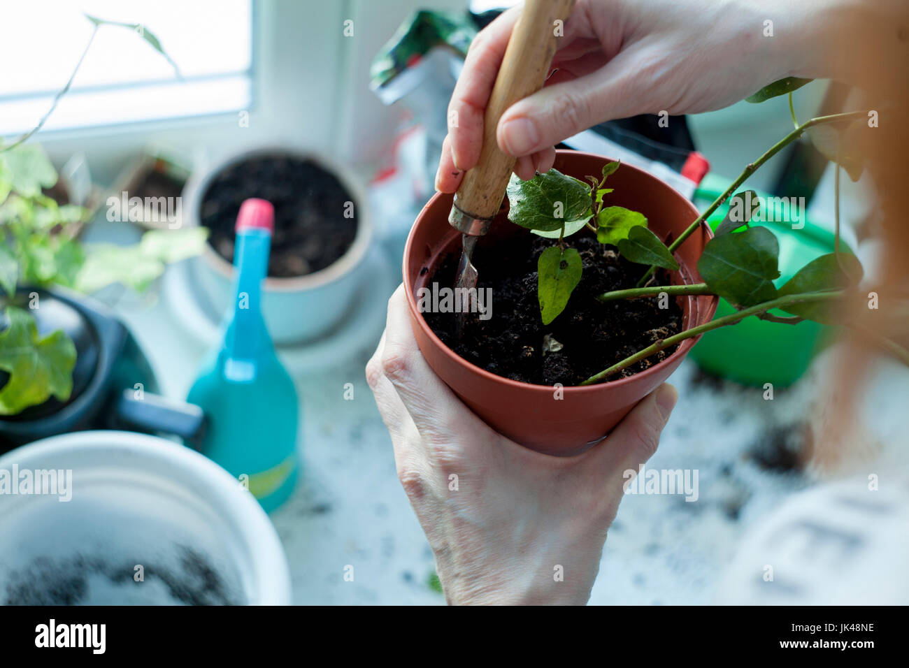 Händen der kaukasischen Frau mischen Erde in Topfpflanze Stockfoto