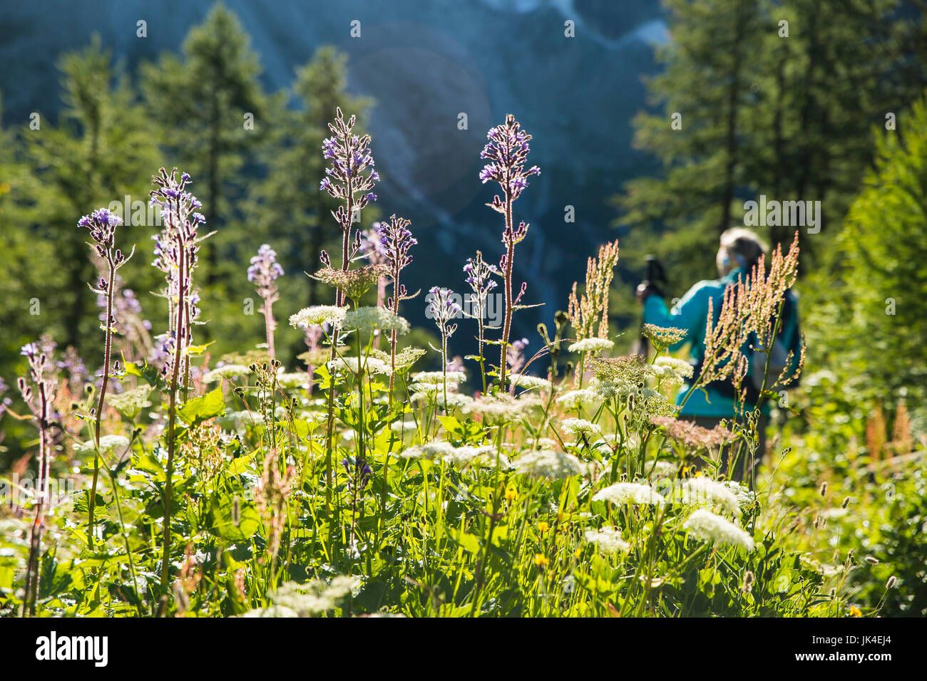 Lila Blumen Schweiz Stockfotos und -bilder Kaufen - Alamy