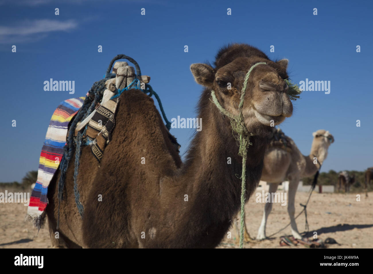 Tunesien, Sahara Wüste, Kamele, Douz, Zone Touristique, große Düne Stockfoto