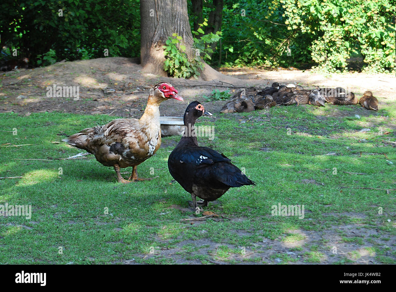 Cairina Moschata, ein paar von Moschus Enten auf dem grünen Rasen Stockfoto