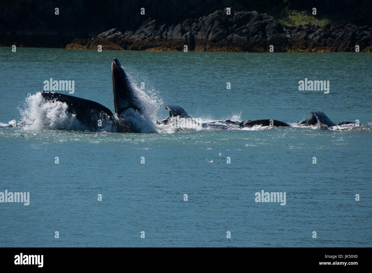 Buckelwale Blase net füttern Stockfoto