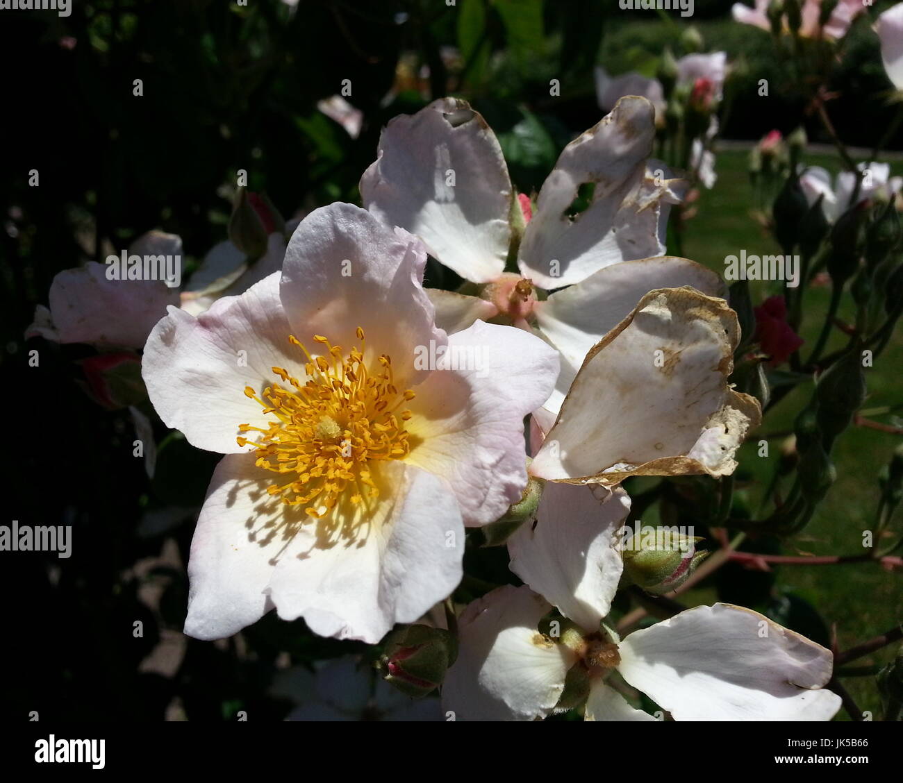 Weiße Blume mit gelb-Center Stockfoto