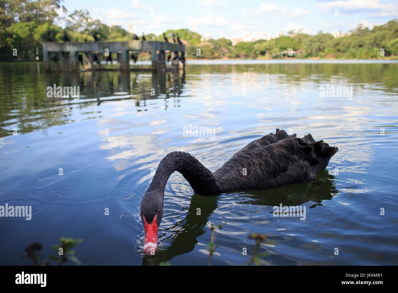 Ibirapuera Park, Sao Paulo, Brasilien Stockfoto