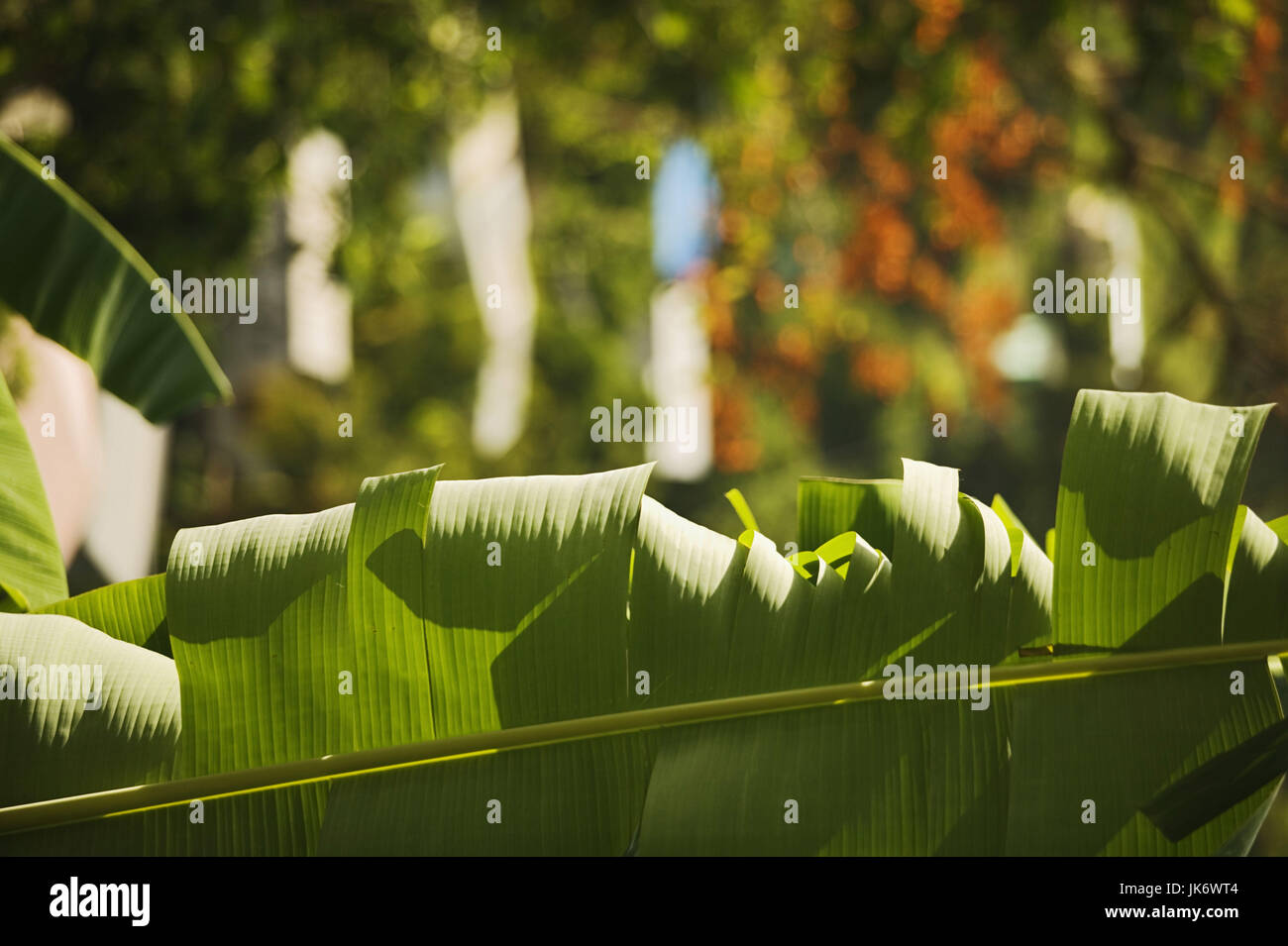 Grenada, Boca, Regenwald, Pflanze, Blatt, Detail Karibik, Westindische Inseln, Kleine Antillen, Inseln Über Dem Winde, Insel, Vegetation, Tropisch, Wald, Pflanzenblatt, Grün, Blattfasern, Faserung, Blattgrün, Chlorophyll, Natur, Ruhe, Stille, "Grüne Lunge" Stockfoto