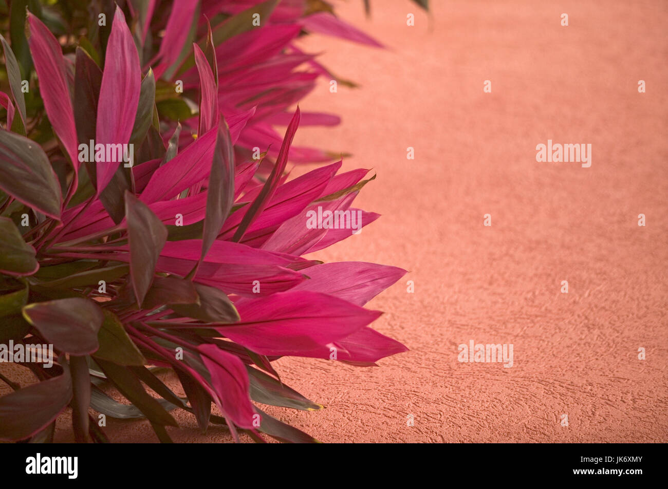 Blume, Hundsgiftgewächs, Tropisch, close-up Stockfoto
