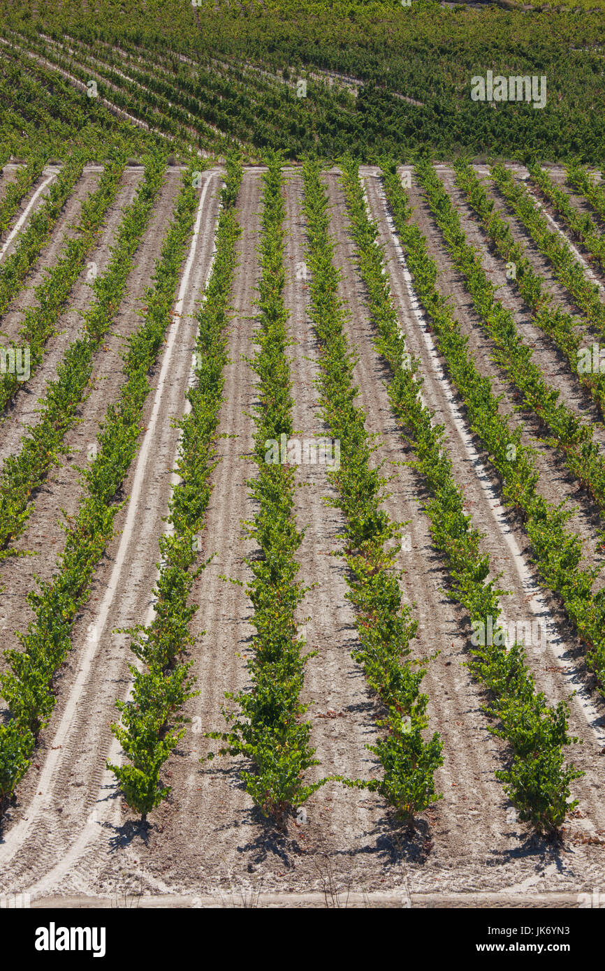 Spanien, Land Baskenland, La Rioja Gebiet, der Provinz Alava, Elciego, Weinberge Stockfoto