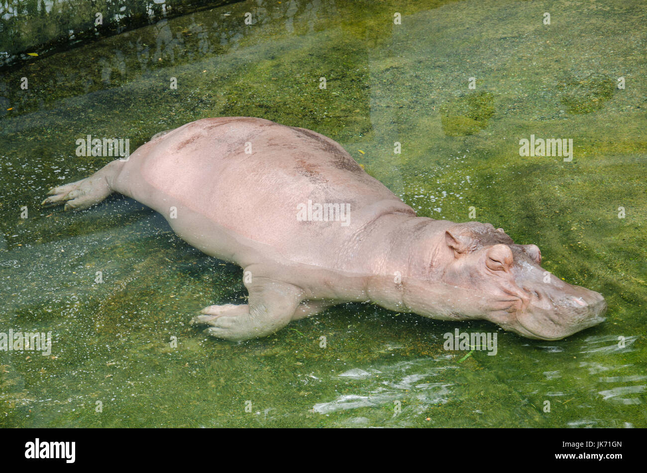 Nilpferd unter wasser mit offenem mund Fotos und Bildmaterial in