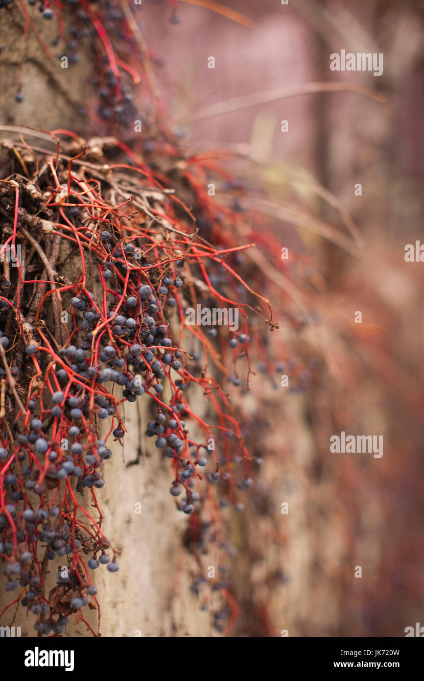 USA, California, Northern California, Russian River Wine Country, Healdsburg, Winter Laub Stockfoto