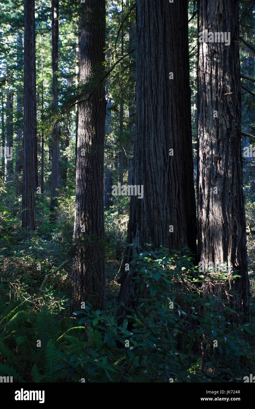 USA, California, Nordkalifornien, Nordküste, Orick, Redwoods National Park, Redwood-Bäume an der Lady Bird Johnson Grove Stockfoto