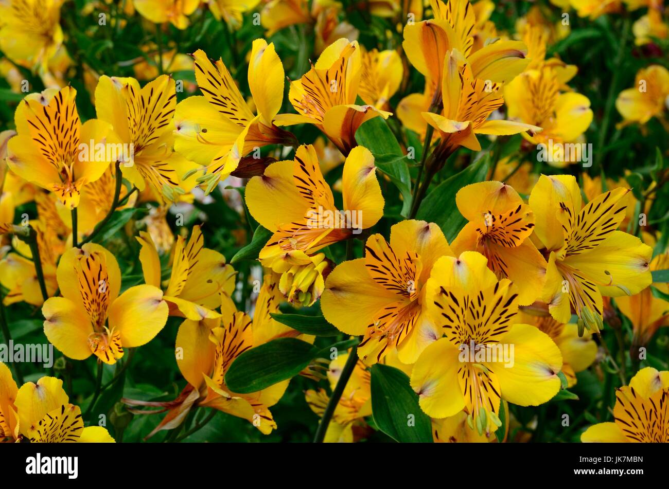 Alstroemeria golden Delight Blumen peruanischen Lily Lily der Inkas Stockfoto