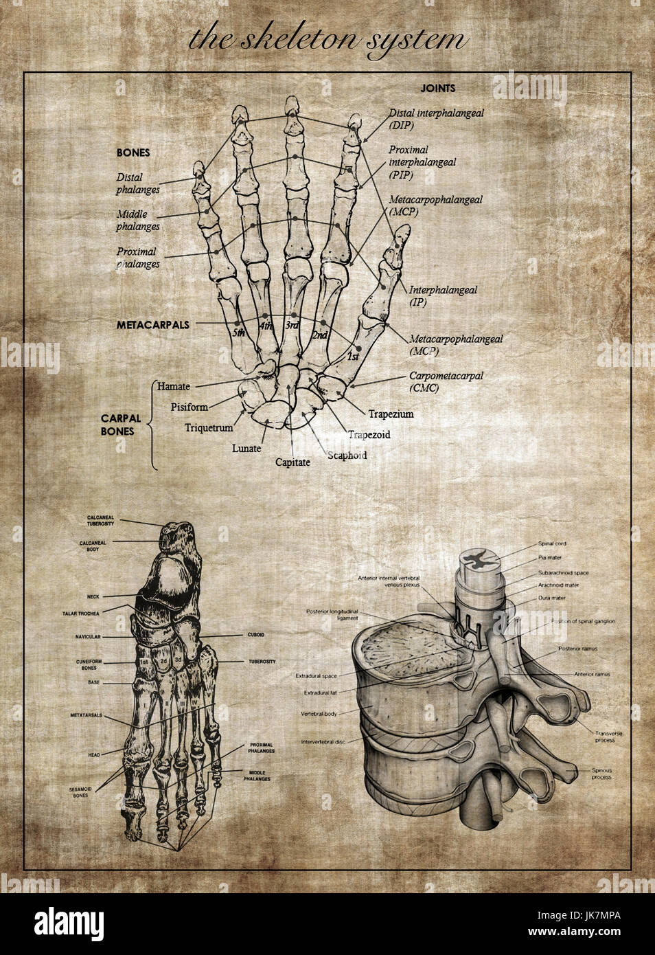 Das menschliche Skelett-System, Teil des Körpers Stockfoto