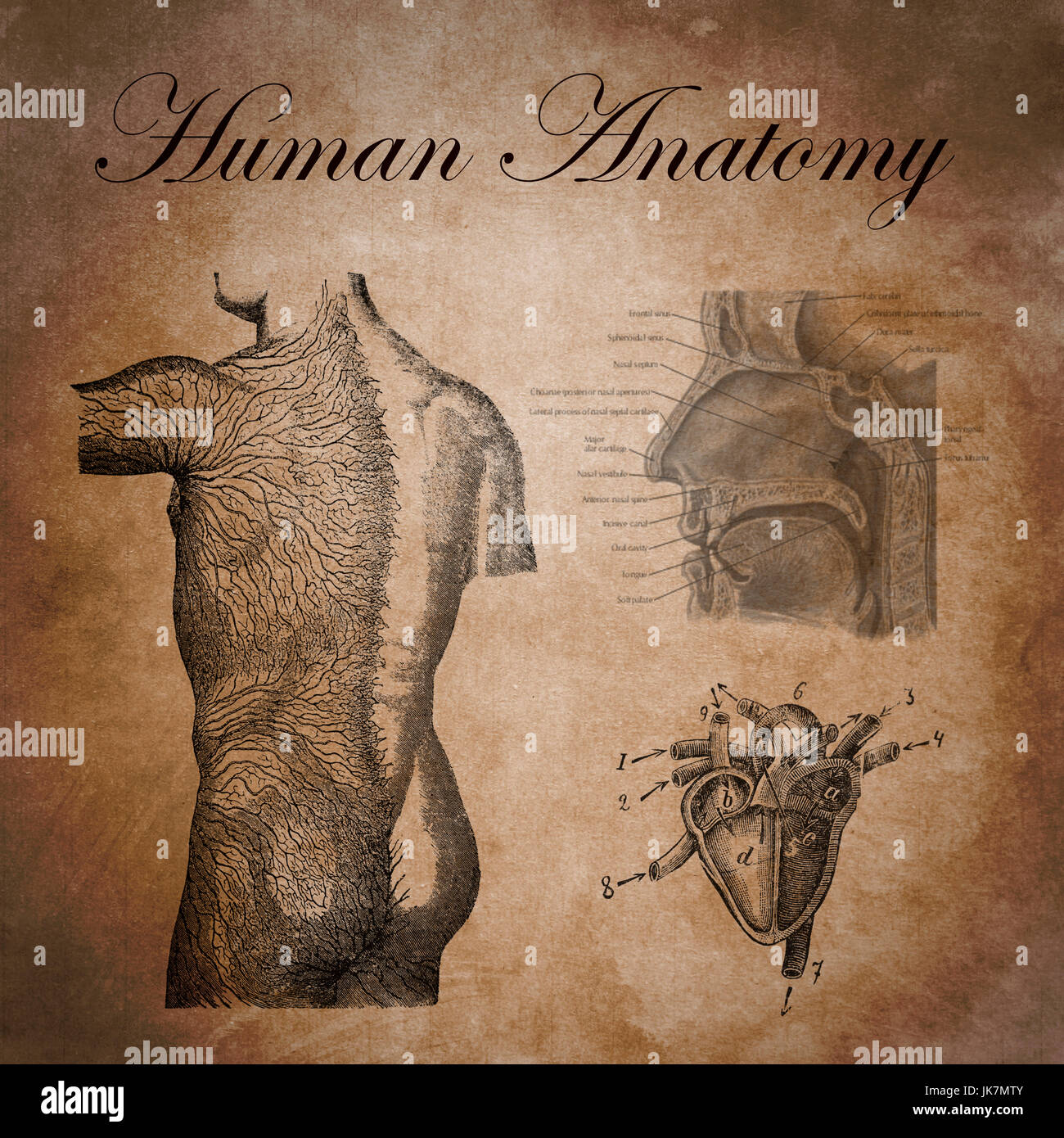 menschliche Anatomie, Studie von nervösen Gerät, Herz und Atemwege Stockfoto