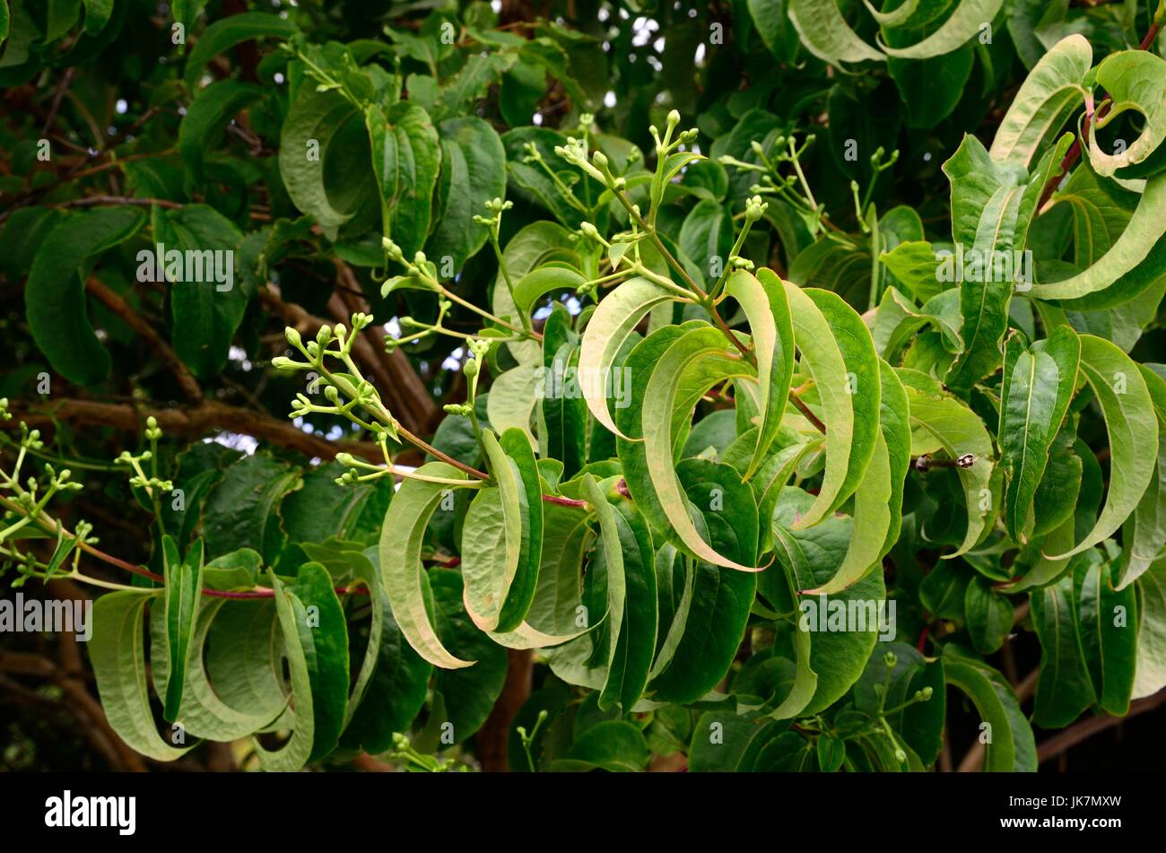 Gekräuselte Blätter und Blütenknospen Heptacodium Miconioides Strauch oder sieben Söhne Anlage Stockfoto