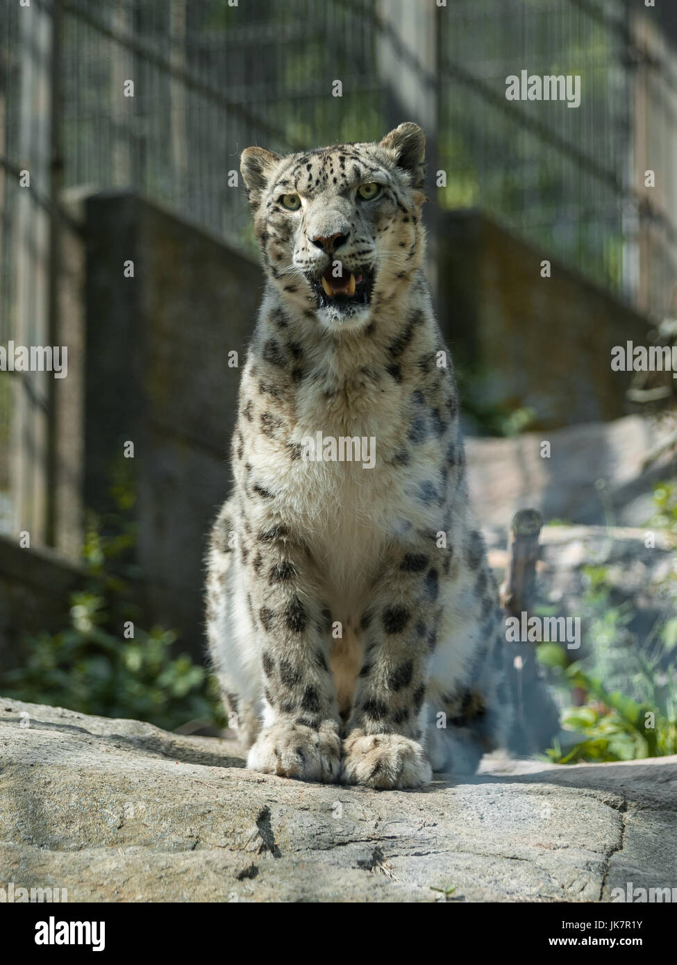 Porträt eines Schneeleoparden sitzt auf einem Felsen in einem zoo Stockfoto