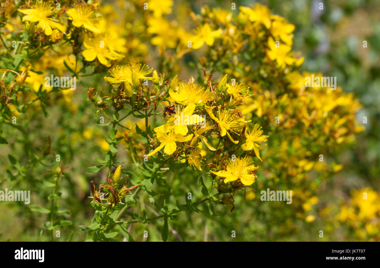 Blühende Johanniskraut auf der Wiese Stockfoto