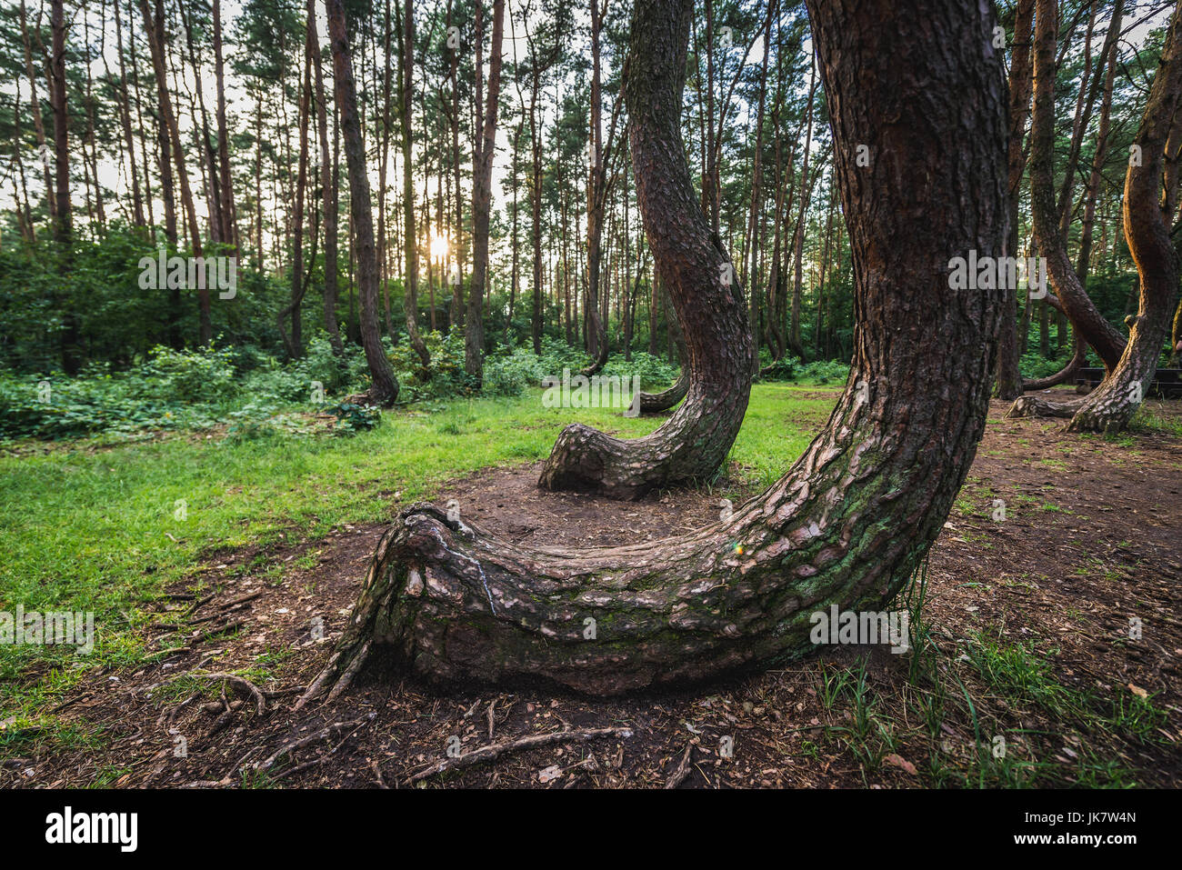 So genannte Crooked Wald (Polnisch: Krzywy Las) mit seltsam geformten Kiefern in der Nähe von Nowe Czarnowo Dorf in West der Woiwodschaft Pommern von Polen Stockfoto