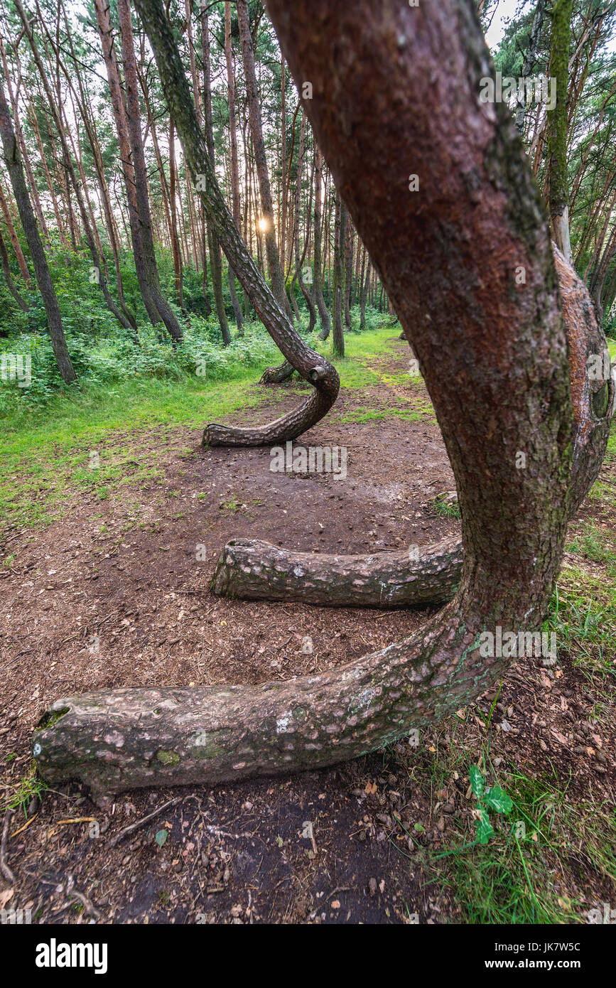 So genannte Crooked Wald (Polnisch: Krzywy Las) mit seltsam geformten Kiefern in der Nähe von Nowe Czarnowo Dorf in West der Woiwodschaft Pommern von Polen Stockfoto