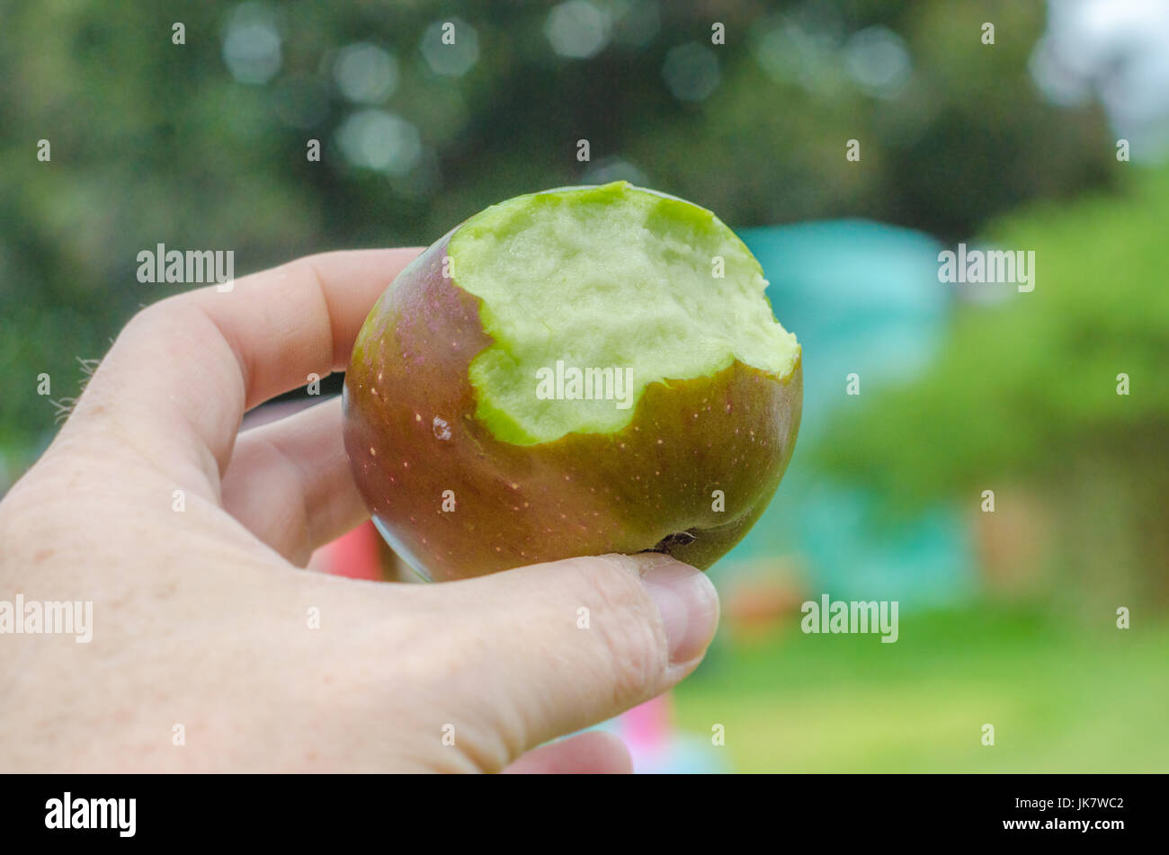 Nahaufnahme von einer Hand hält einen einheimischer Apfel mit Bissen herausgenommen. Stockfoto