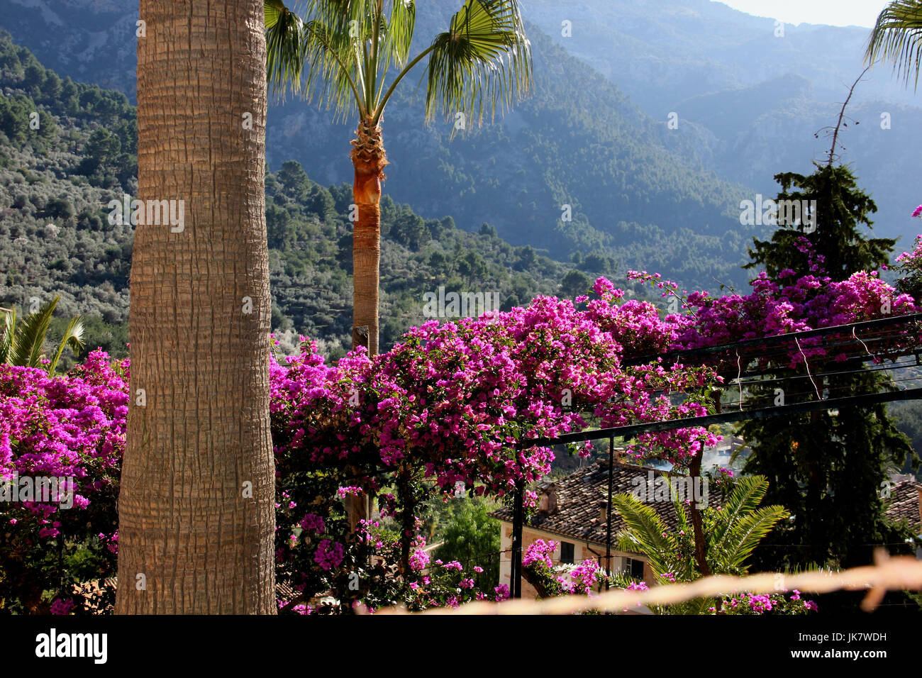 Mallorca, Tramuntana, Ansicht der blühenden Bougainvillea und Palmen auf das Tal von Soller, Fornalutx Stockfoto