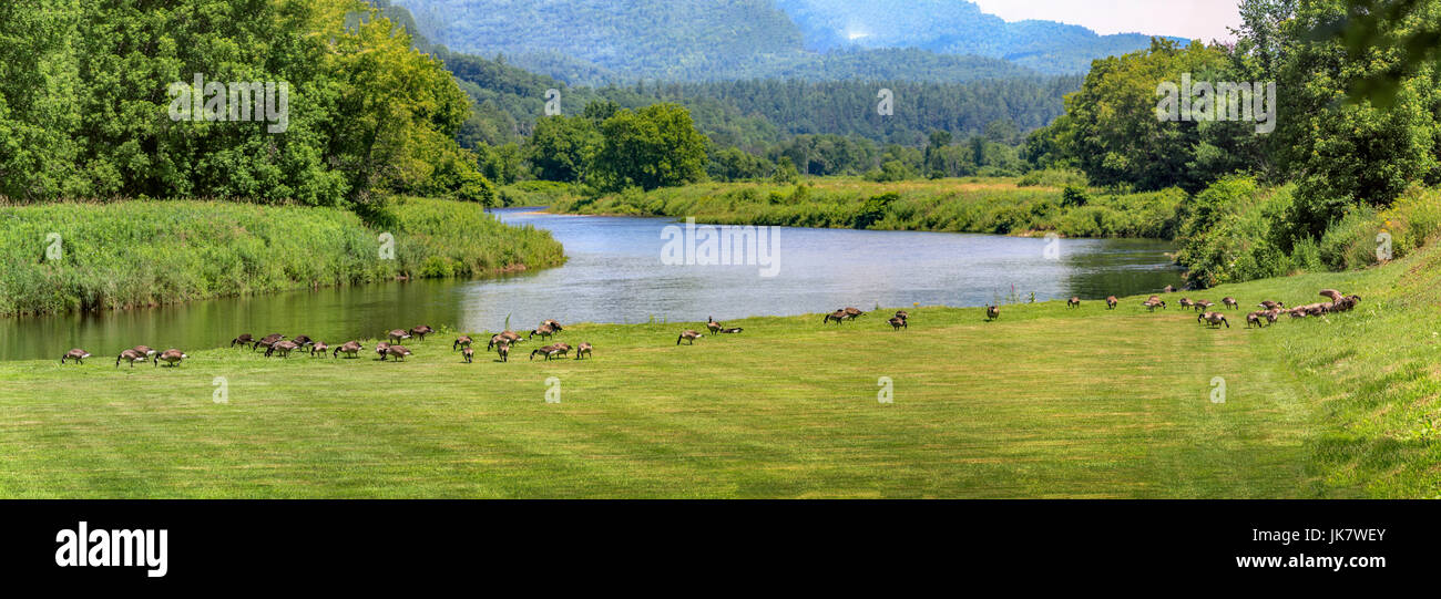 Panorama Landschaft mit einem Schwarm Kanadagänse, Branta canadensis, entlang der grasigen Ufer des Ammonoosuc River in Lissabon, NH, USA. Stockfoto