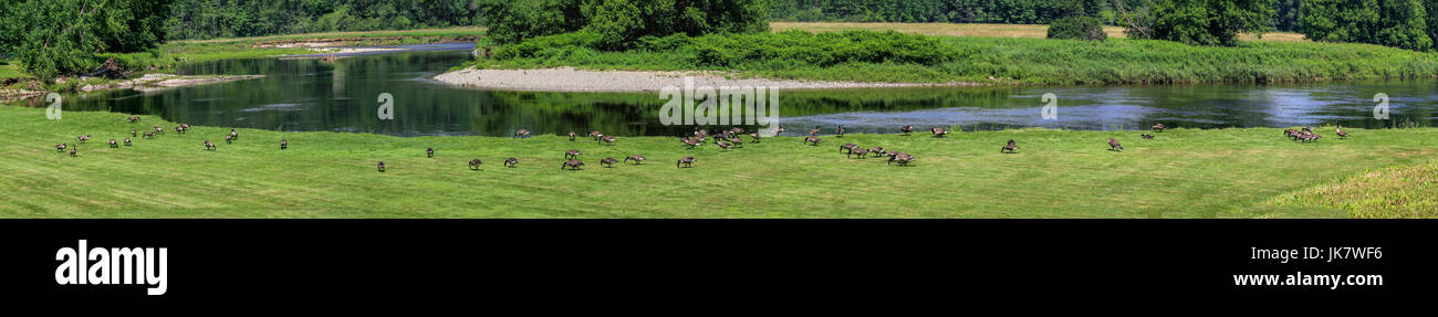 Panorama der Kanadagans - Kanada Gänse, Branta canadensis. Stockfoto