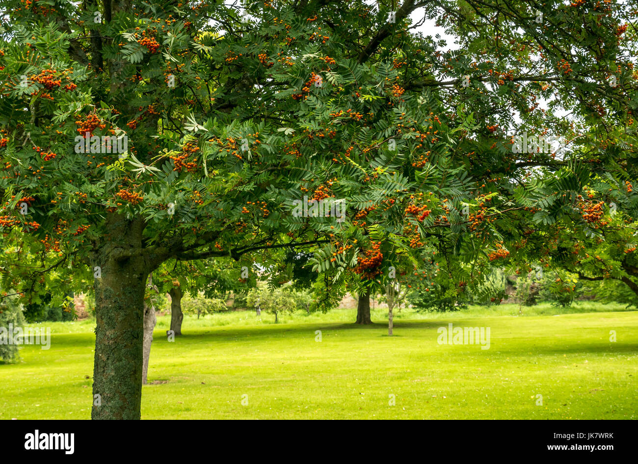 Blühender Rowan Baum mit Früchten oder Pomes, Sorbus oder Bergasche, St. Mary's Pleasance Garten, Haddington, East Lothian, Schottland, UK Stockfoto