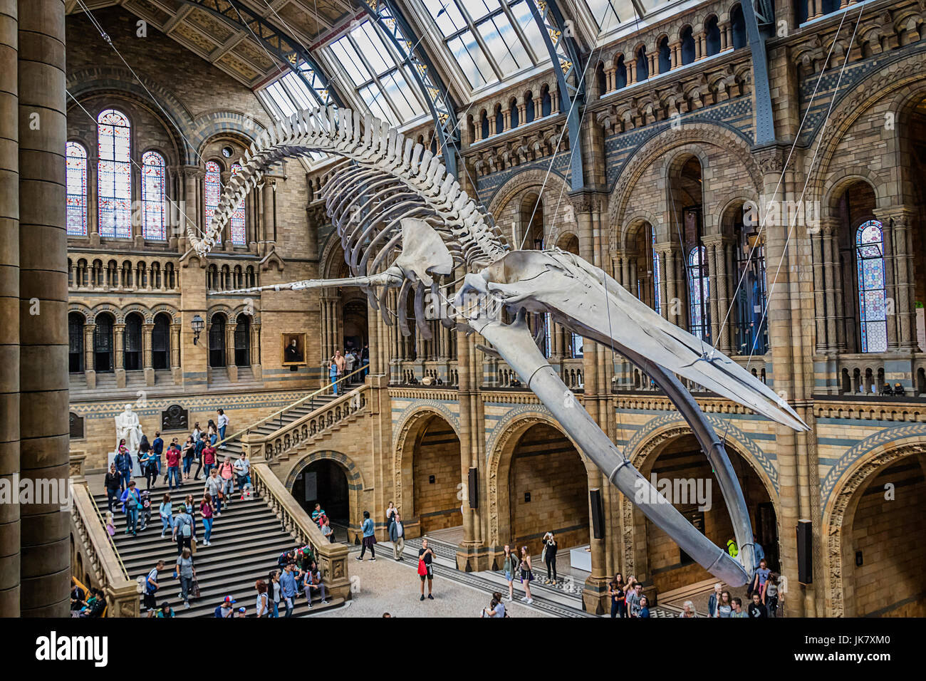 Hoffe das Blauwal Skelett befindet sich in der Hintze-Halle am Natural History Museum, London. Stockfoto