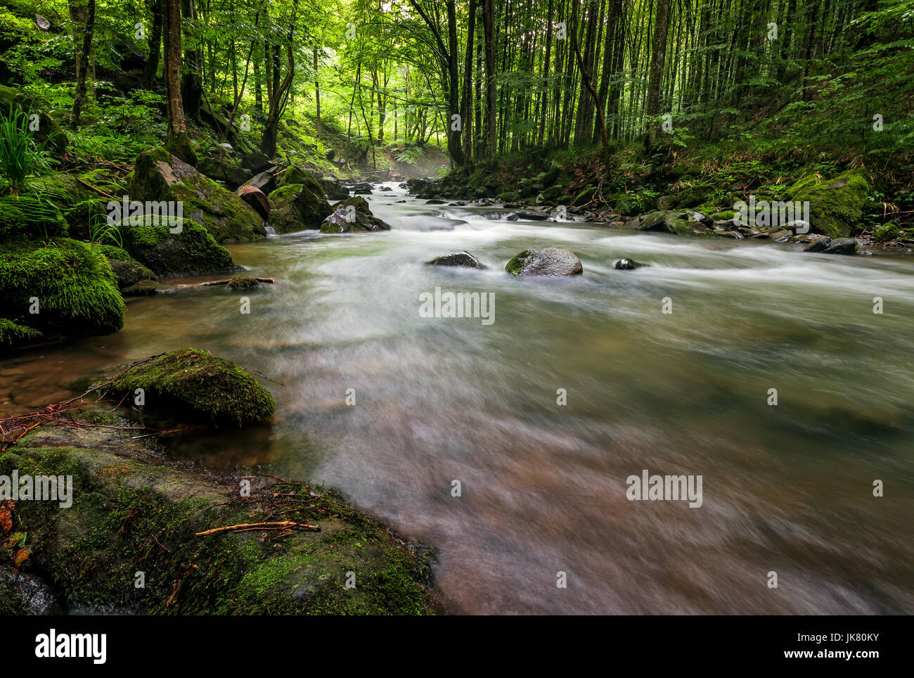 Schnelle Strömung durch grünen Urwald. Steinen mit Moos bedeckt lag am Ufer. schöne Natur-Ansicht in der Sommerzeit. Stockfoto