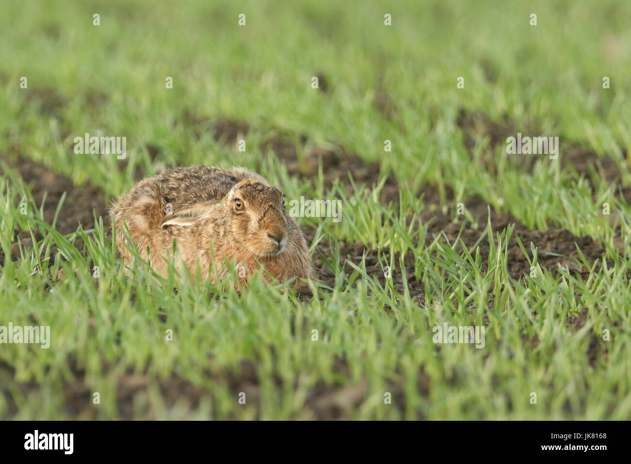 Eine atemberaubende braun Hase (Lepus Europaeus) ruhen in einem Ernte-Feld. Stockfoto