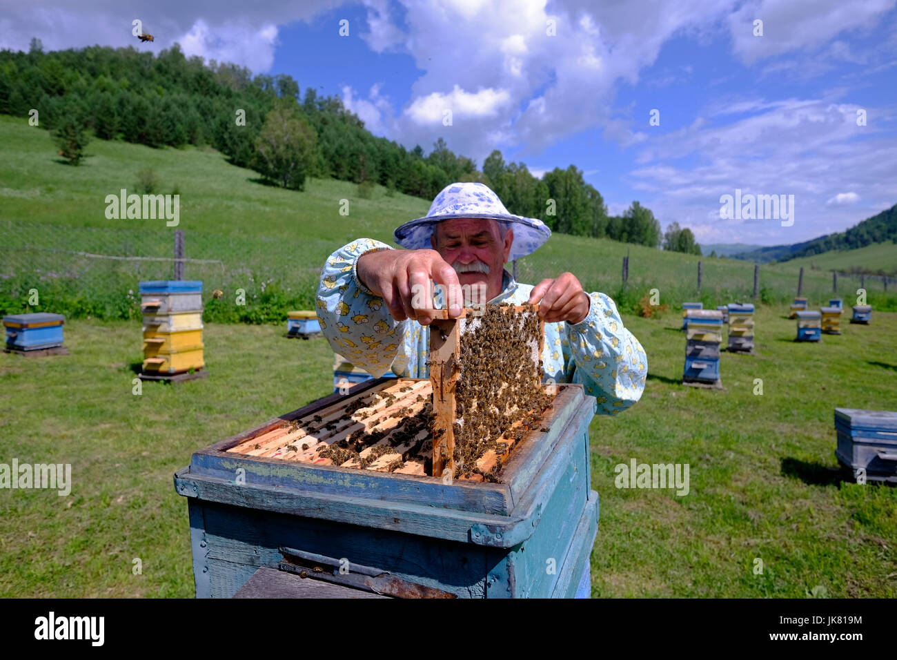 Der Imker Vyacheslav zieht eine Wabe aus einem Holzbienenstock mit aktiven Honigbienen in der Bergregion SEZ TRT „Biruzovaya Katun“ in Altai Krai, einer Region in Westsibirien, Russland Stockfoto