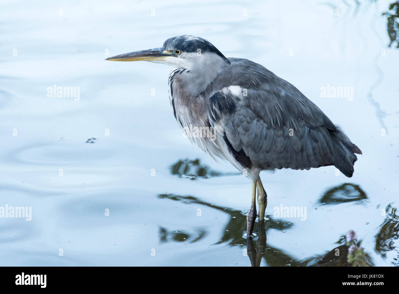 Eine unreife (Ardea Cinerea) grau Reiher Stockfoto