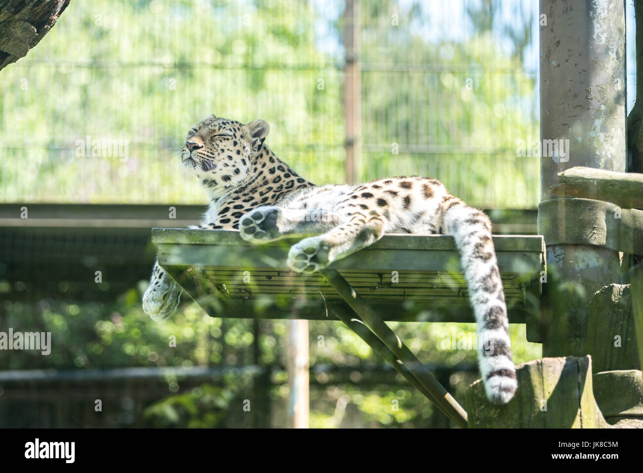 Amur-Leopard (Panthera Pardus Orientalis) entspannen Sie sich auf eine kleine Plattform Stockfoto