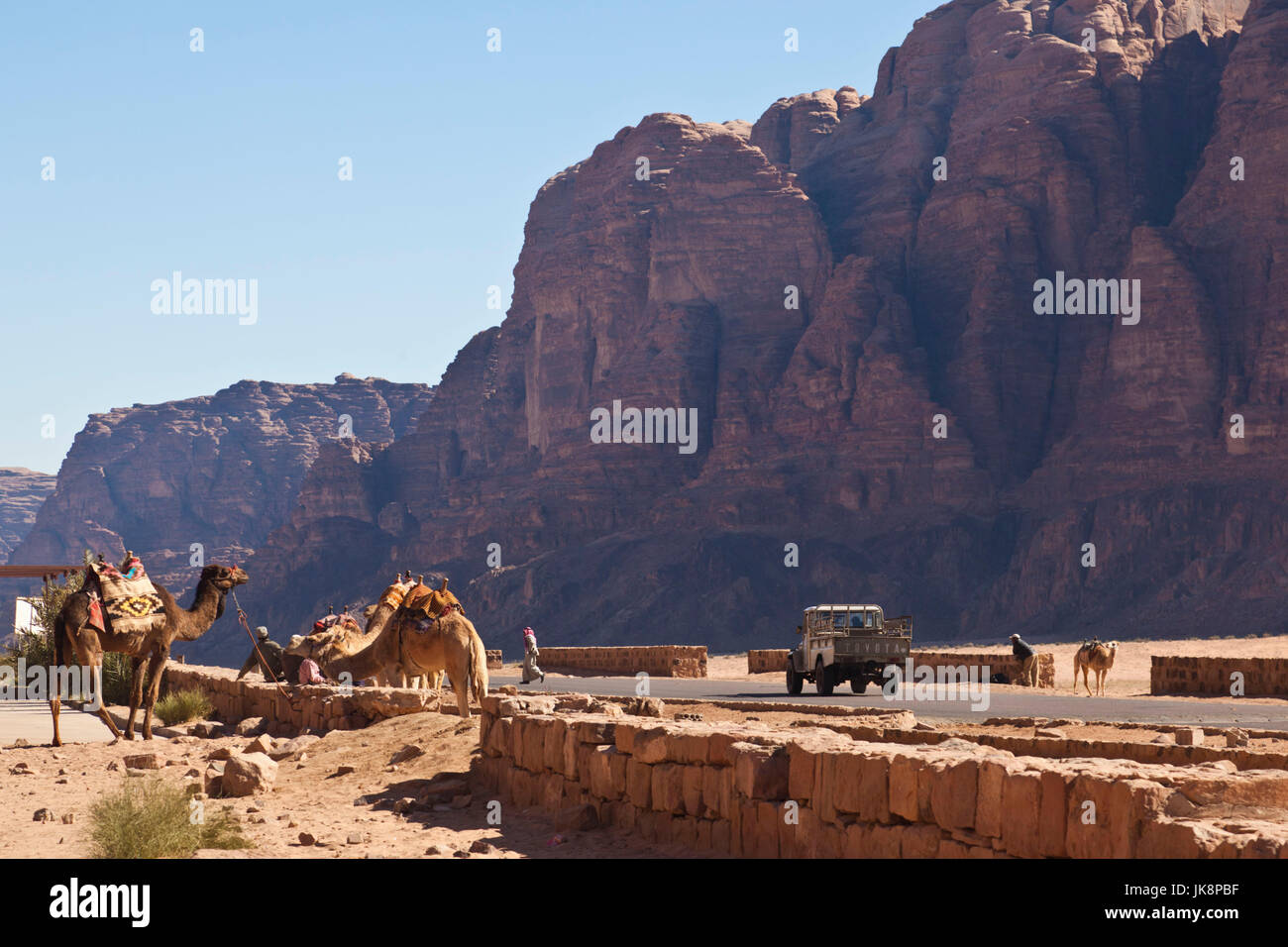 Jordan, Wadi Rum, Rum Dorf, Kamele Stockfoto