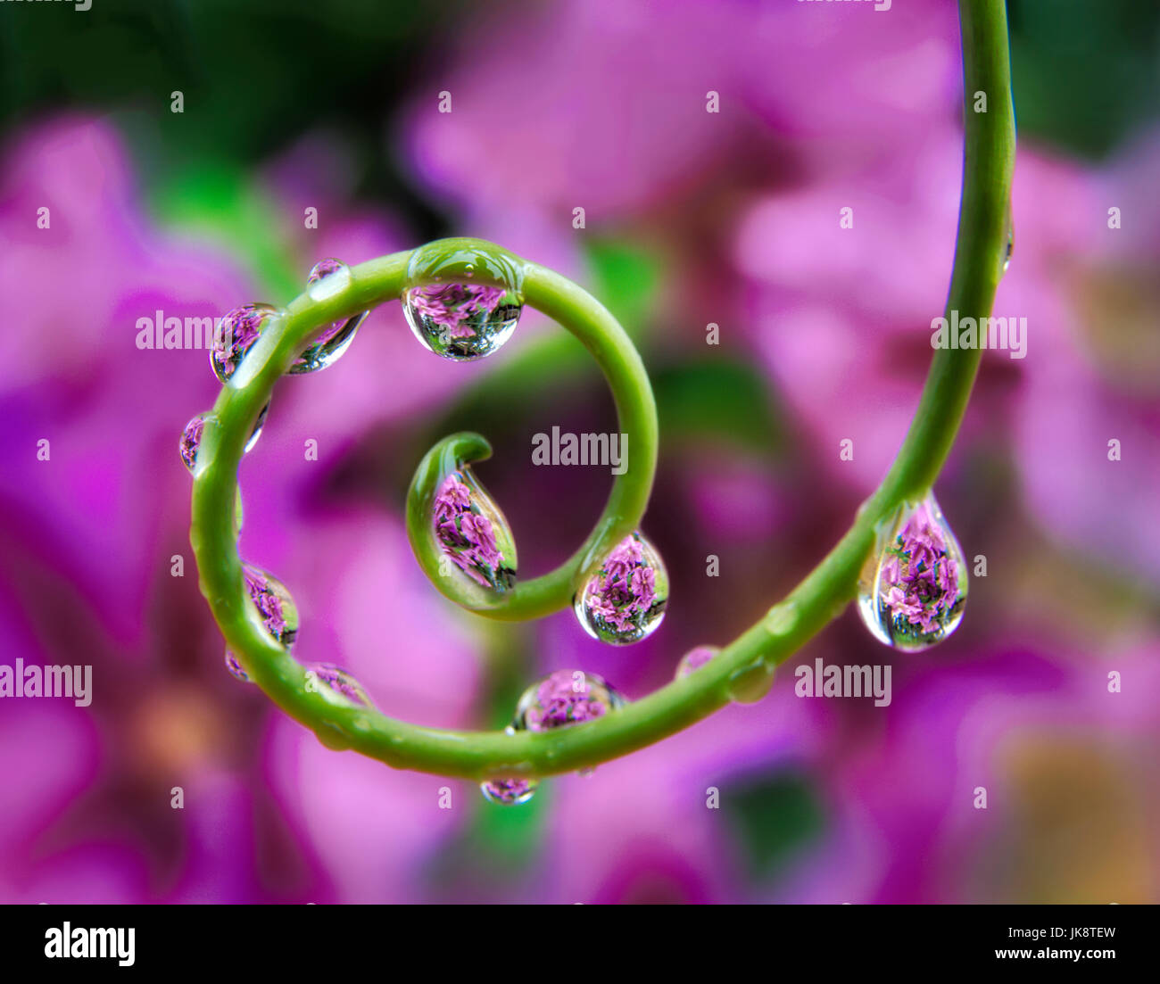 Clematis durch Perlen des Wassers auf Ranke Leidenschaft Blume Pflanze gesehen. Oregon Stockfoto