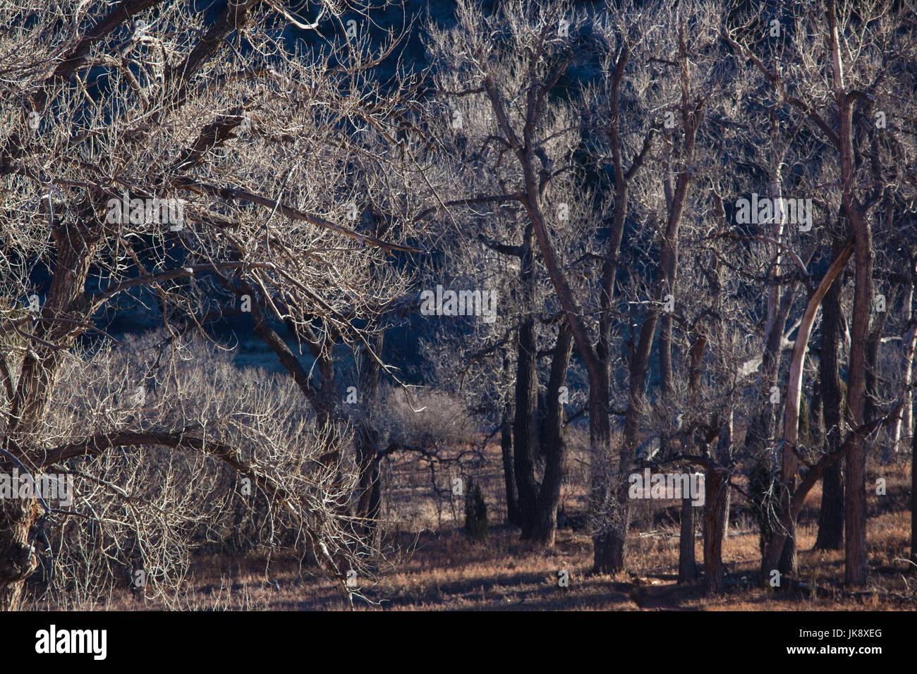 USA, Colorado, Colorado Springs, Garten der Götter, Bäume, winter Stockfoto