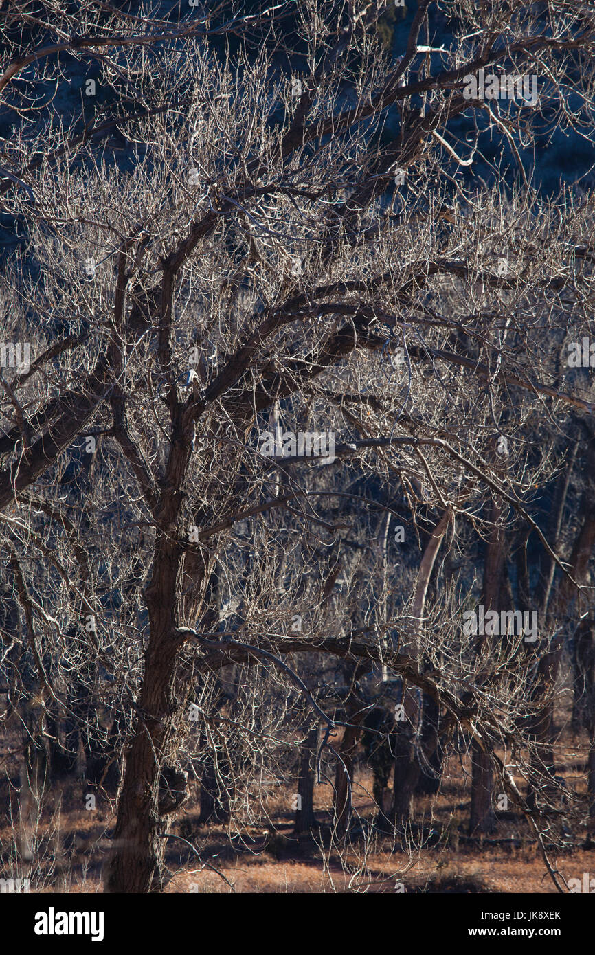 USA, Colorado, Colorado Springs, Garten der Götter, Bäume, winter Stockfoto