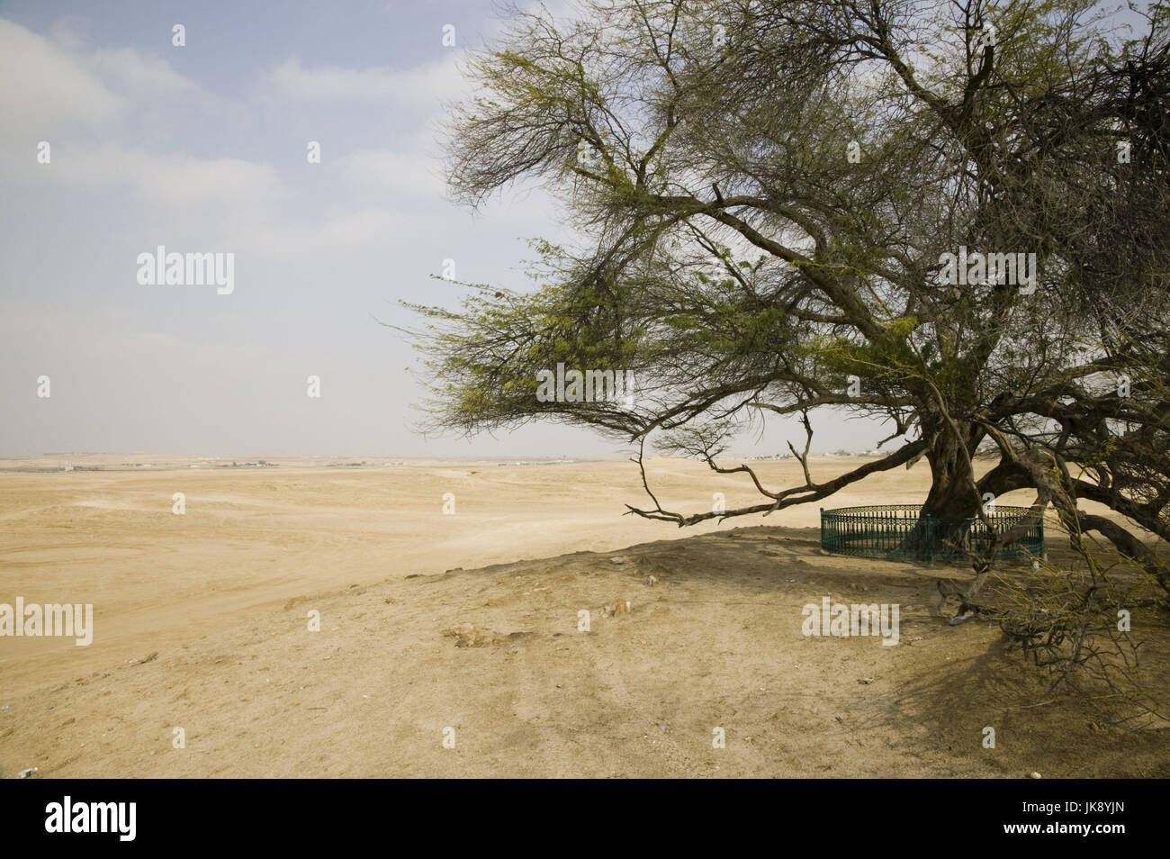 Bahrain, Al Qarah al Janubiyah, Verwicklungen, Sehenswürdigkeit, Mesquitebaum, Prosopis Juliflora, Stockfoto