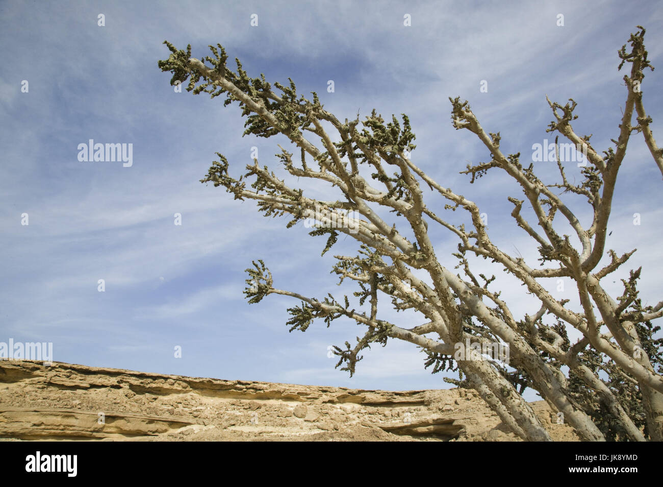 Oman, Dhofar Region, Salalah, Arabischer Weihrauch, Boswellia Sacra, Strauch, Felsen, Detail, Stockfoto