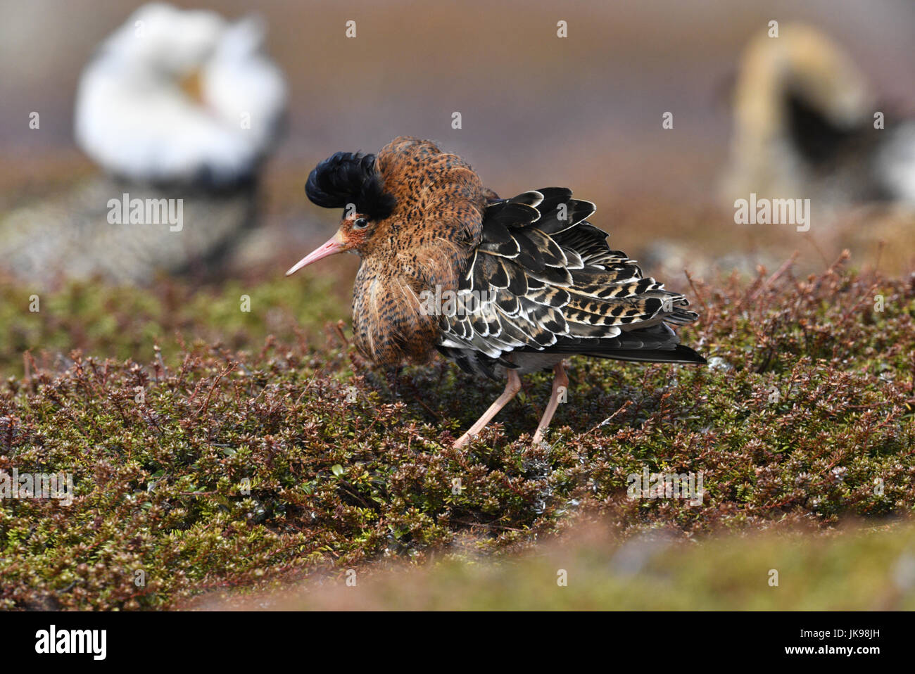 Ruff - Philomachus pugnax Stockfoto