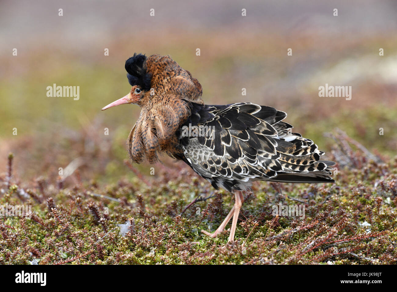 Ruff - Philomachus pugnax Stockfoto