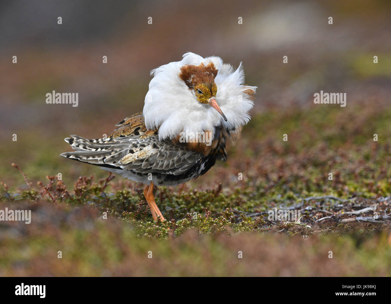 Ruff - Philomachus pugnax Stockfoto