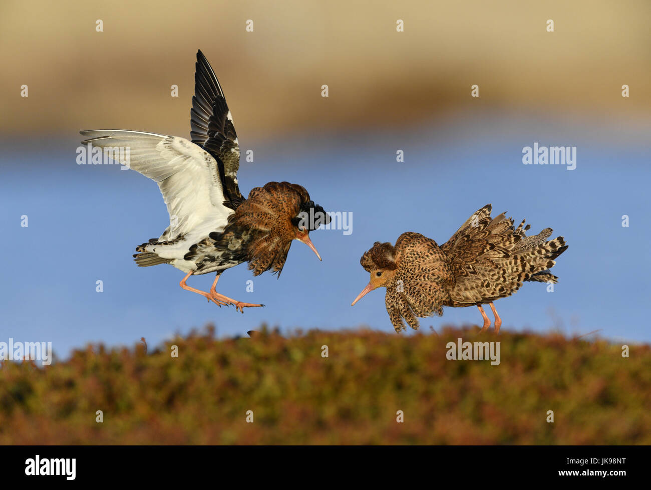 Ruff - Philomachus pugnax Stockfoto