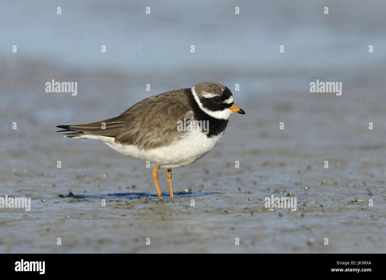 Flussregenpfeifer Regenpfeifer - Charadrius hiaticula Stockfoto