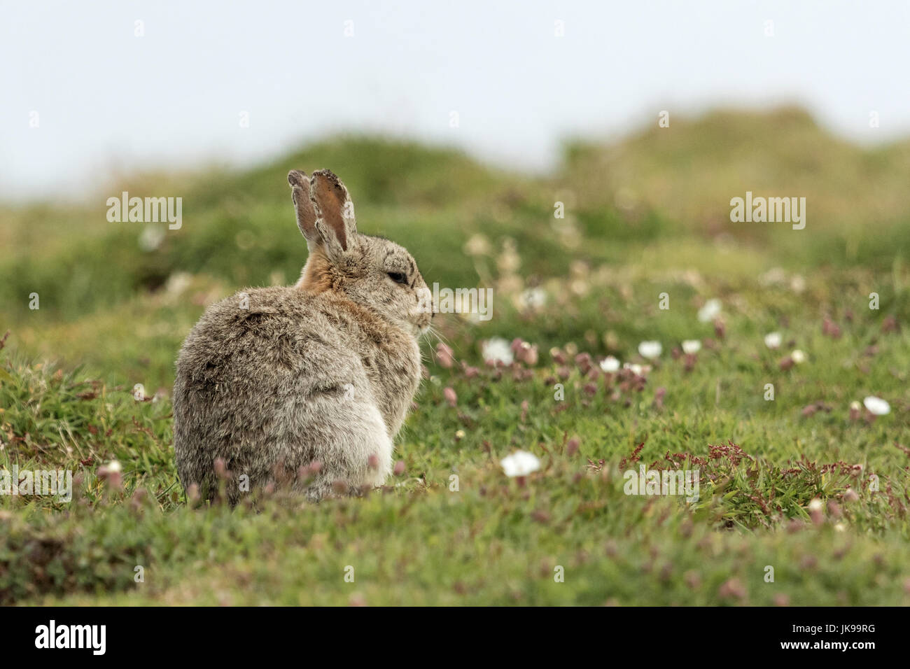 Kaninchen Stockfoto