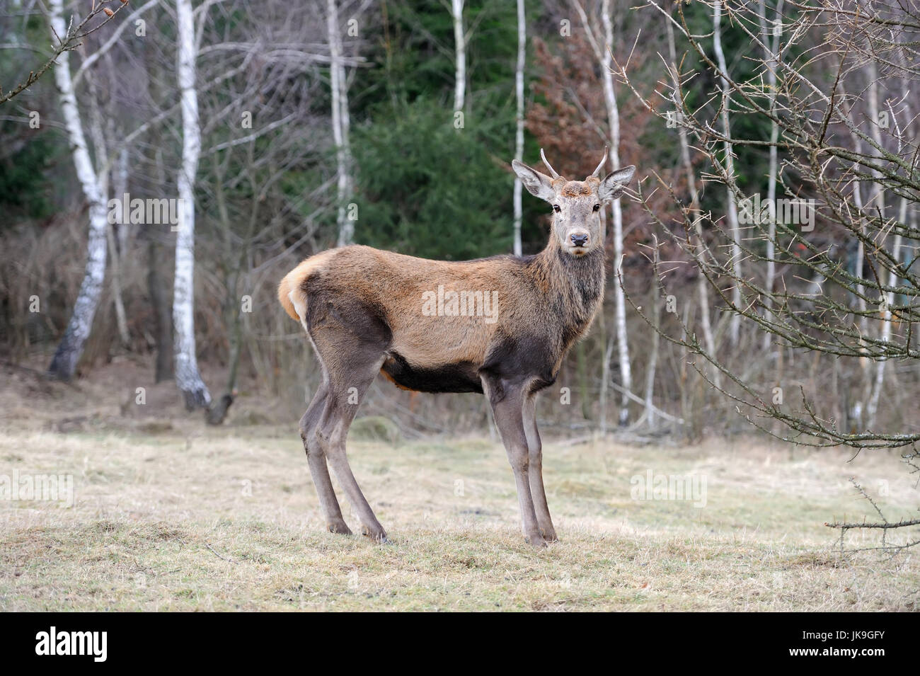 Schließen Sie Hirsche in der natürlichen Umgebung im Herbst Stockfoto